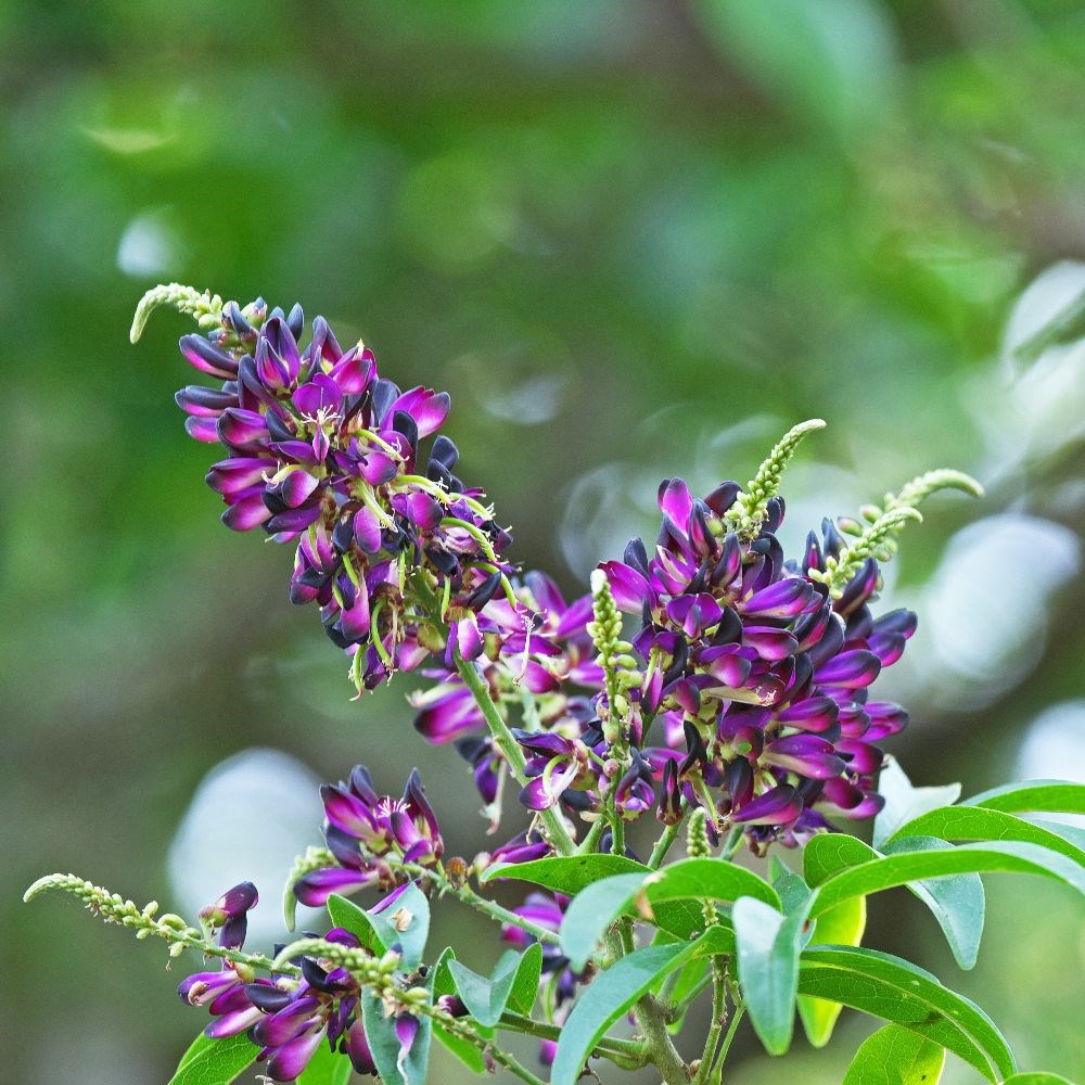 <i>Millettia reticulata</i> 