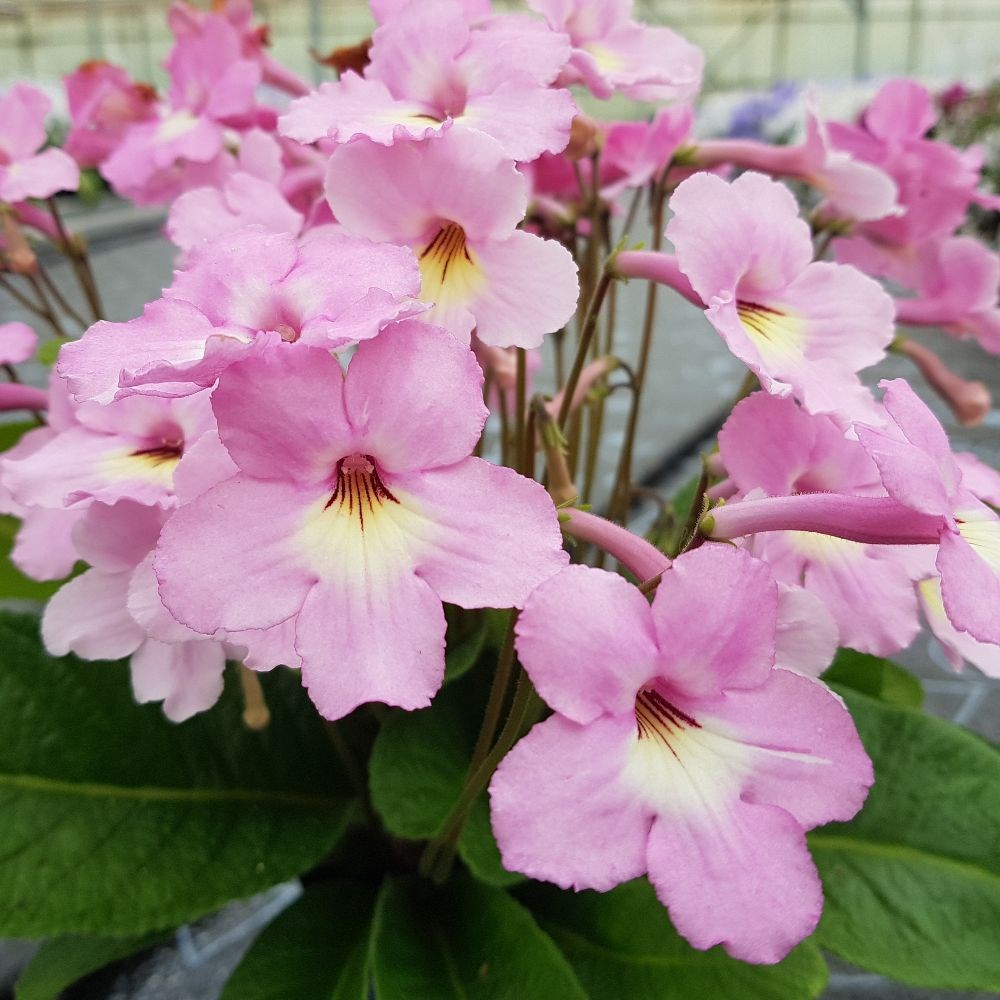 <i>Streptocarpus</i> 'Hannah'