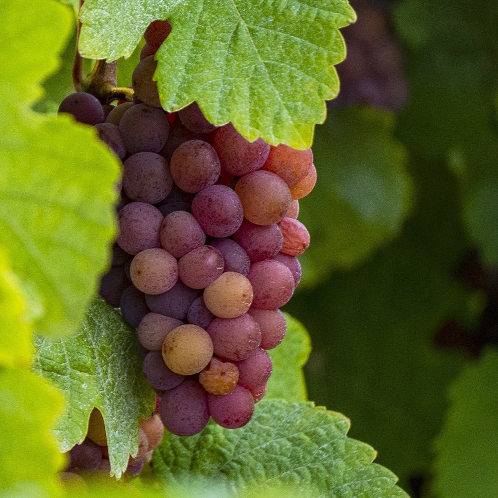 <i>grape</i> 'Crimson Seedless'