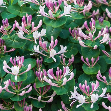 Lonicera caprifolium