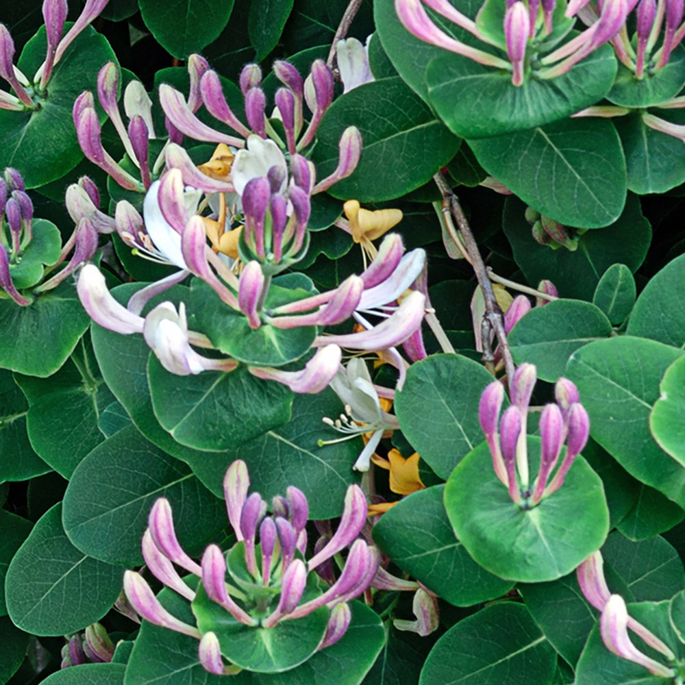 <i>Lonicera caprifolium</i> 