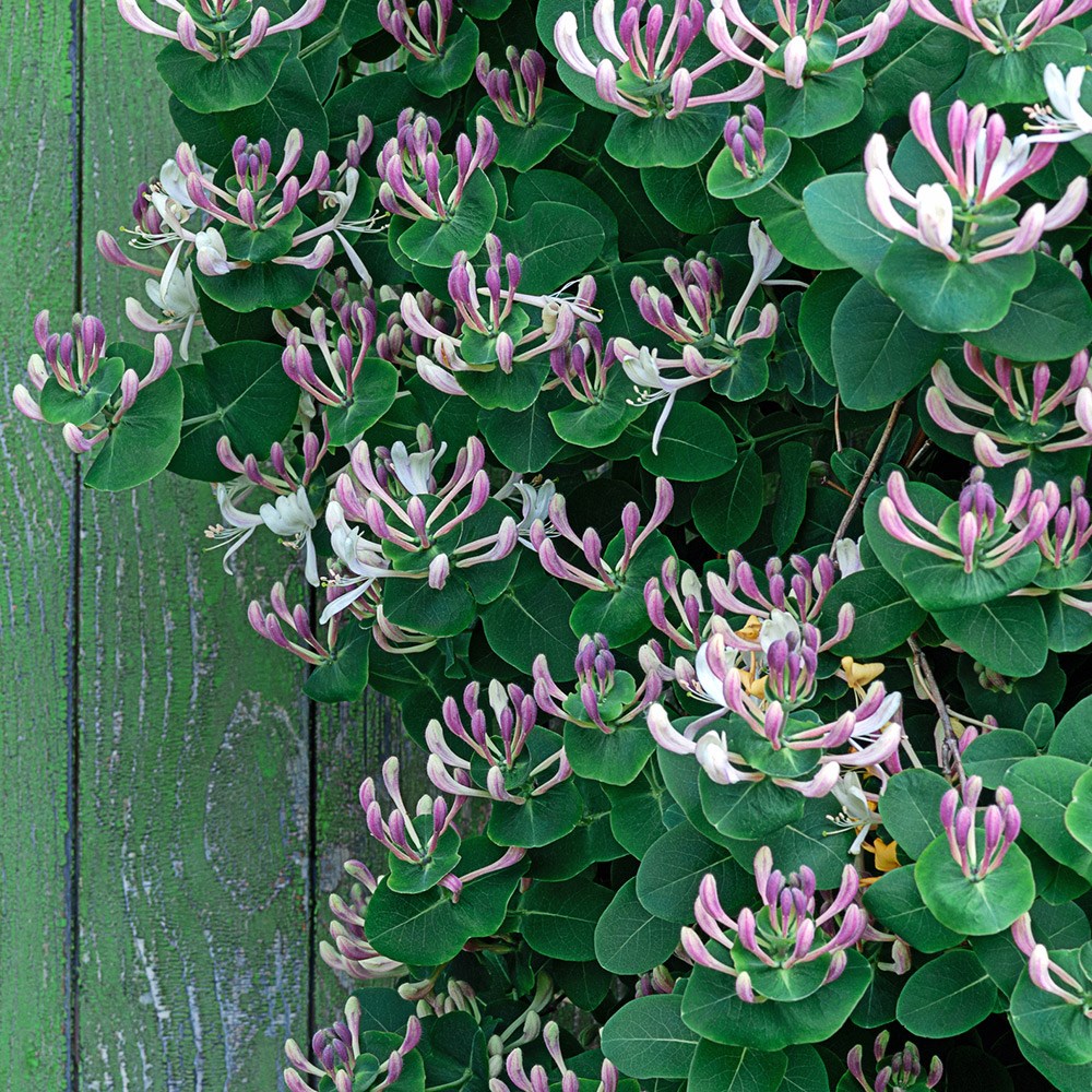 <i>Lonicera caprifolium</i> 