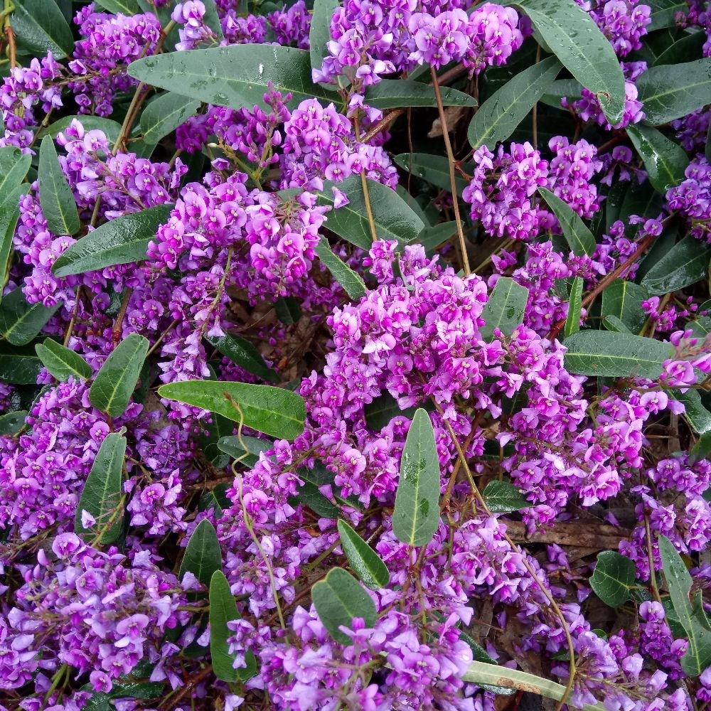 <i>Hardenbergia violacea</i> 