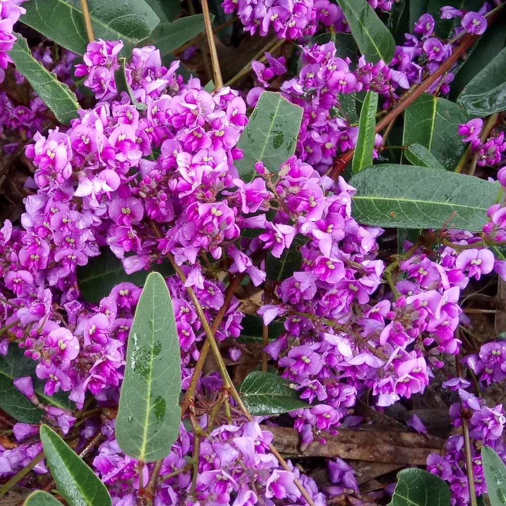 <i>Hardenbergia violacea</i> 