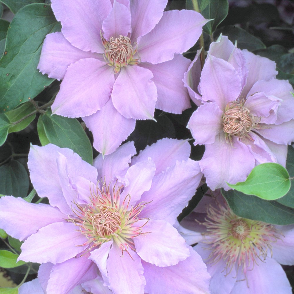 <i>Clematis</I> <b class=small-caps>Filigree</b> ('Evipo029') (PBR) (Tudor Patio Series)