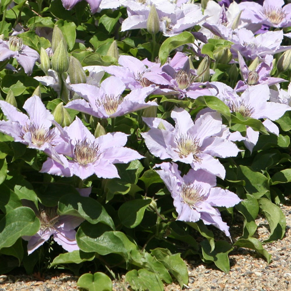 <i>Clematis</I> <b class=small-caps>Filigree</b> ('Evipo029') (PBR) (Tudor Patio Series)
