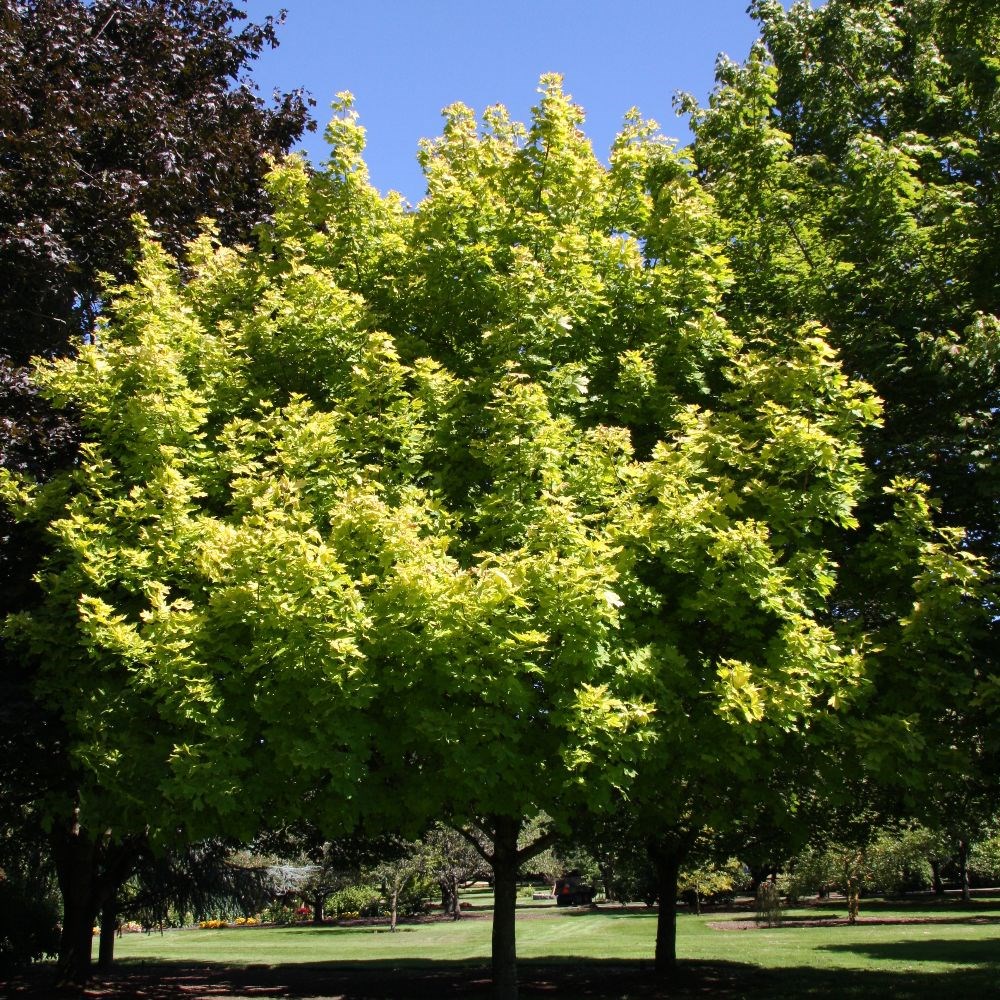 <I>Acer platanoides</i> <b class=small-caps>Princeton Gold</b> ('Prigo') (PBR)