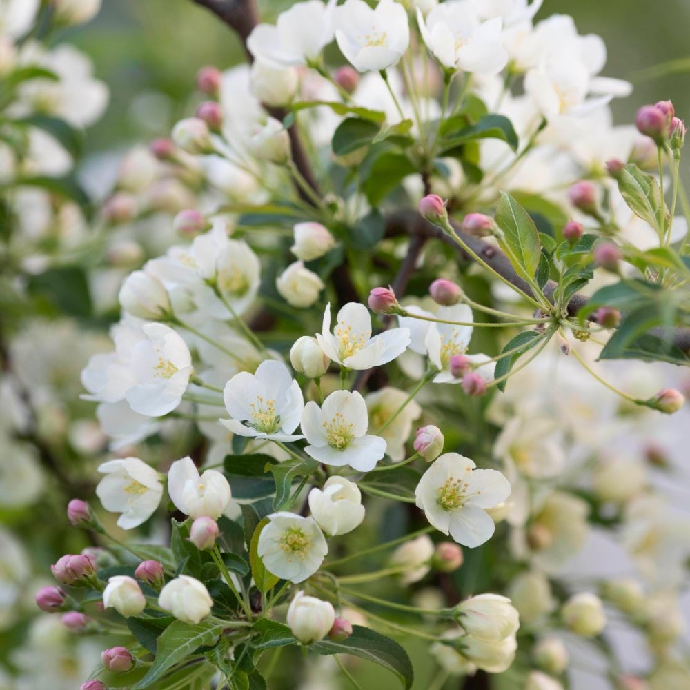 <i>Malus brevipes</i> 'Wedding Bouquet'