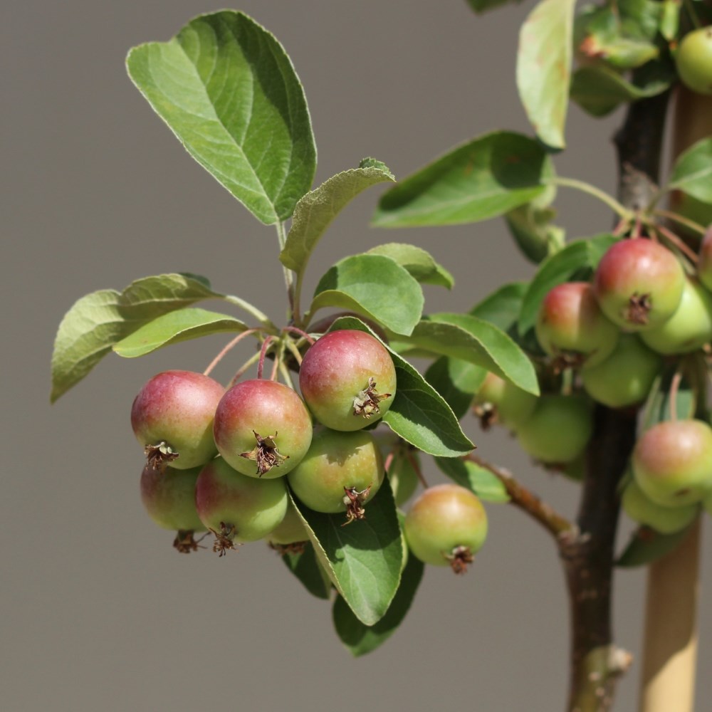 <i>Malus</i> 'Butterball'