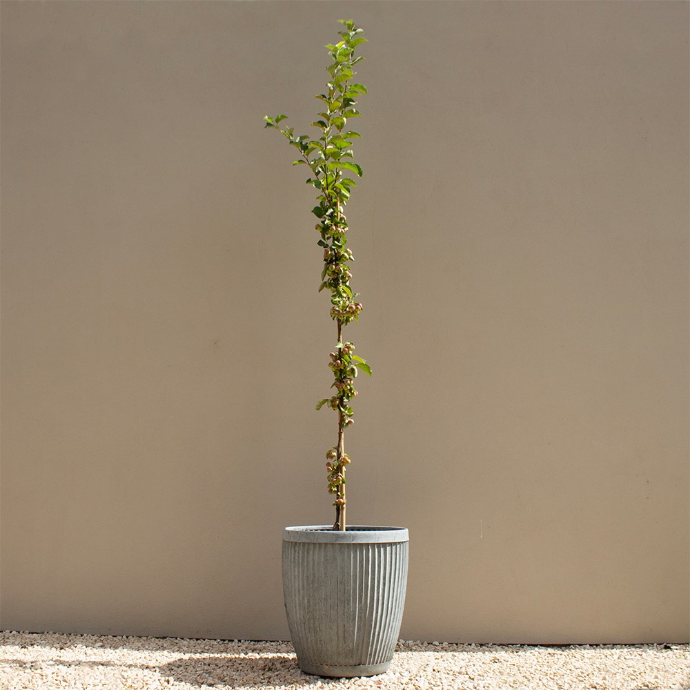 <i>Malus</i> 'Butterball'