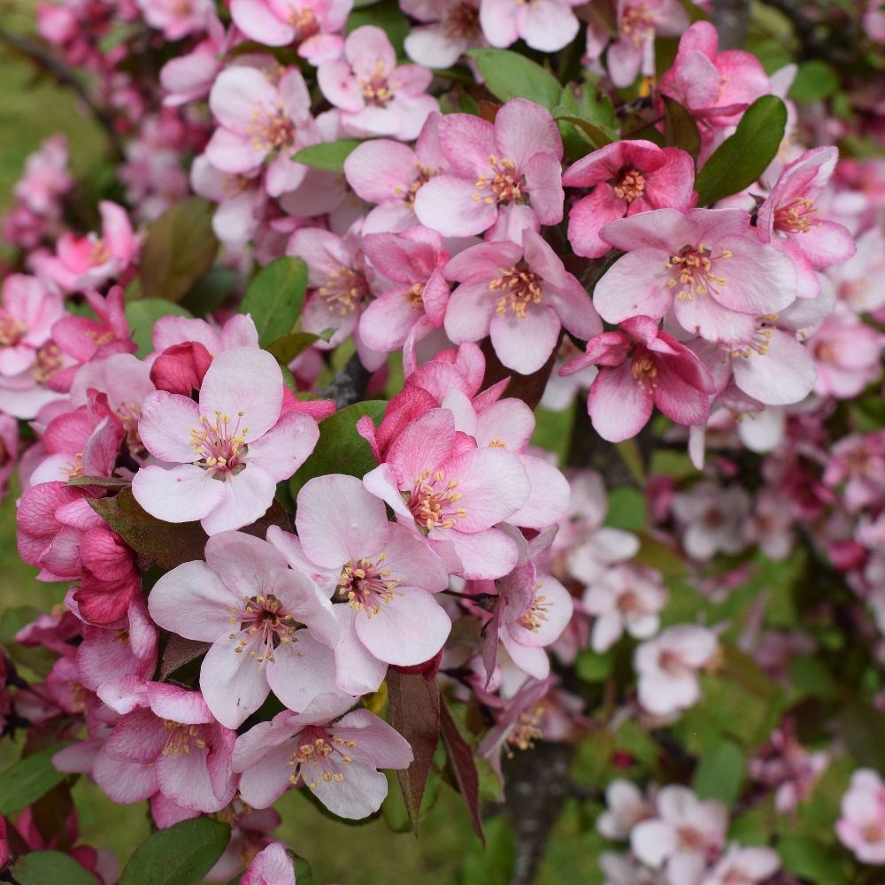 <i>Malus</i> 'Candymint'