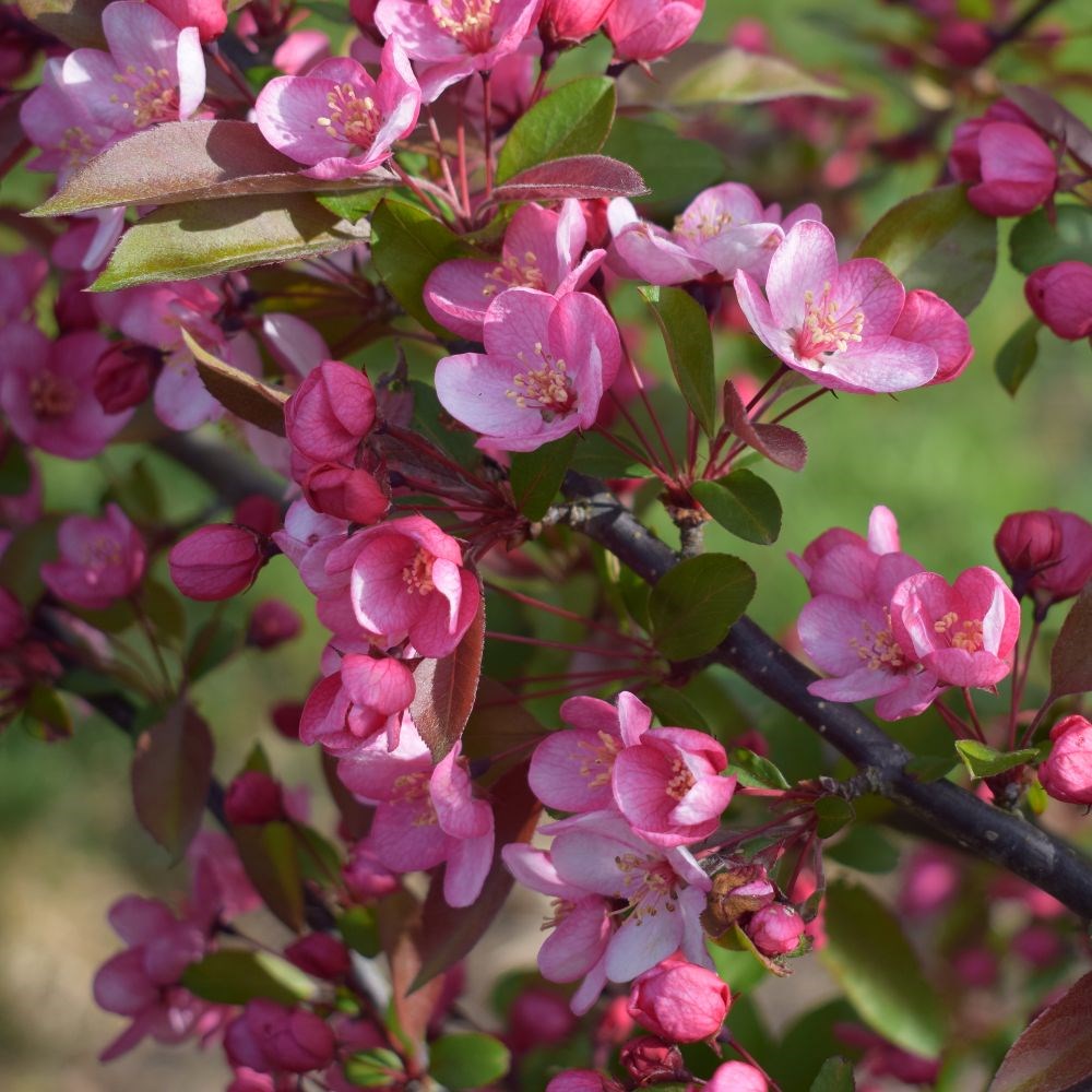 <i>Malus</i> 'Candymint'