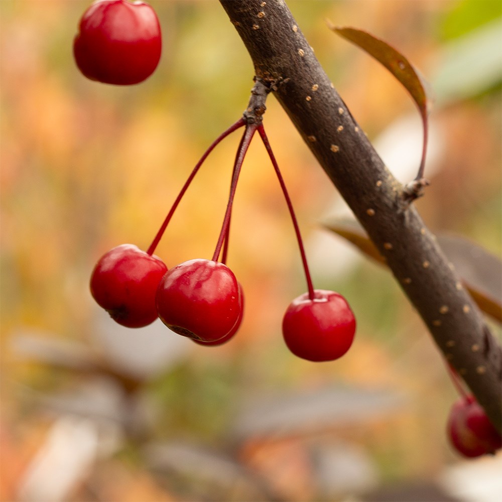 <i>Malus</i> 'Princeton Cardinal'