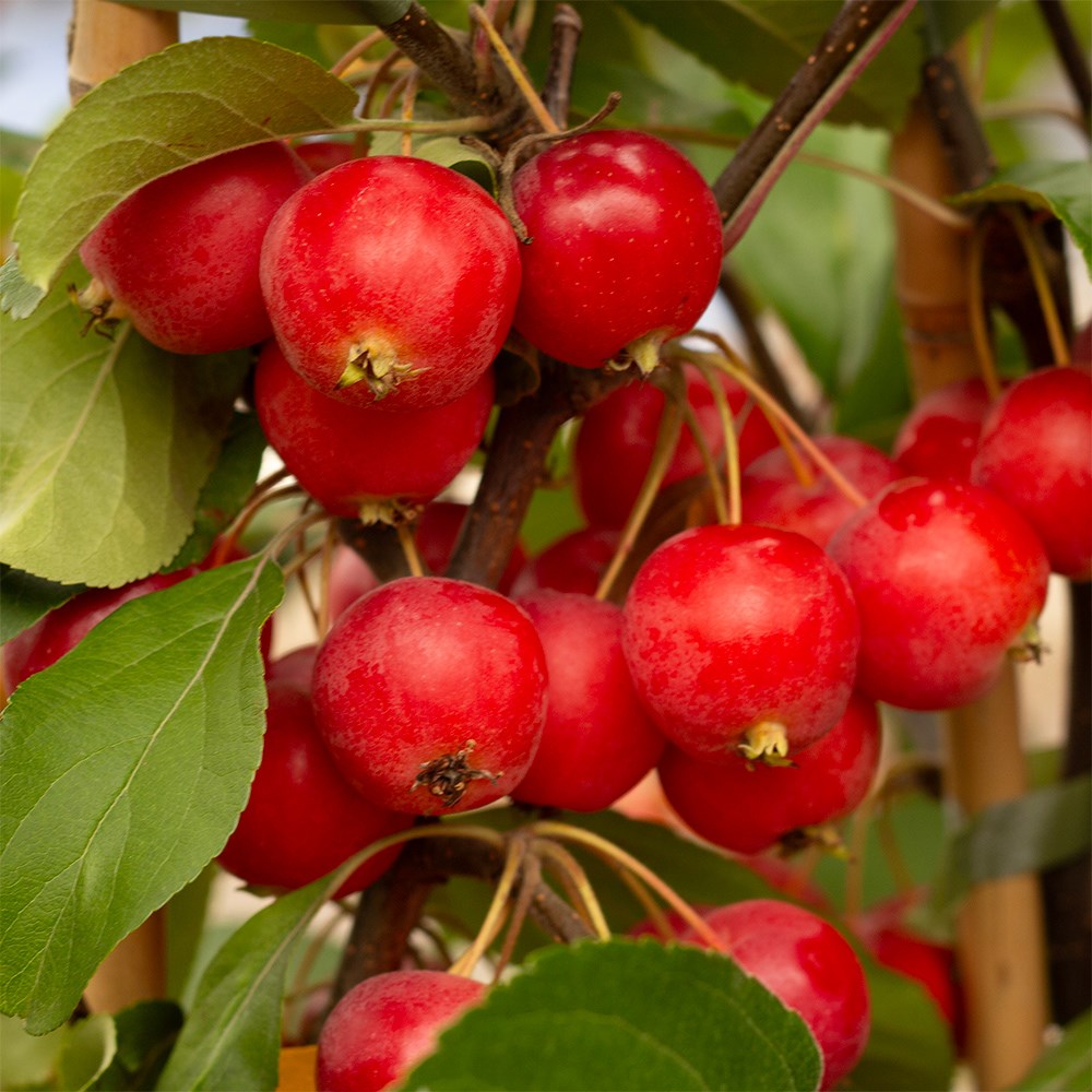 <i>Malus</i> × <i>atrosanguinea</i> 'Gorgeous'