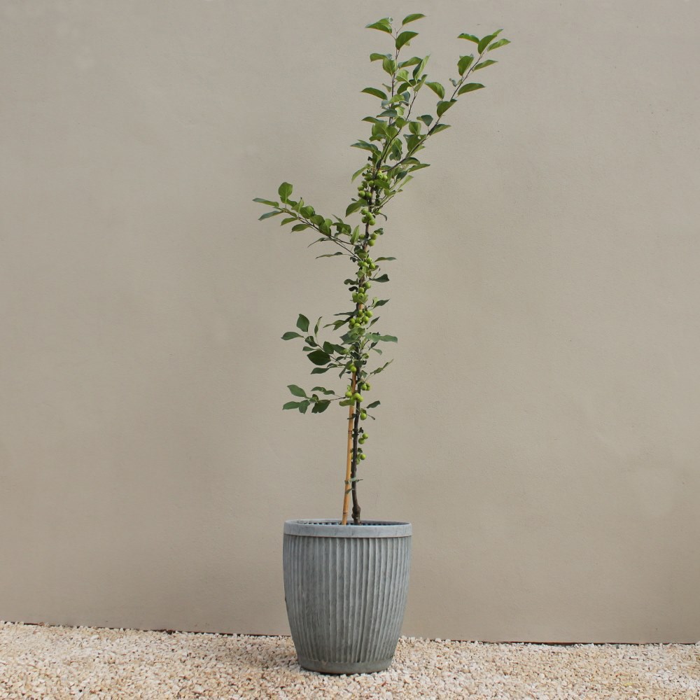 <i>Malus</i> × <i>atrosanguinea</i> 'Gorgeous'