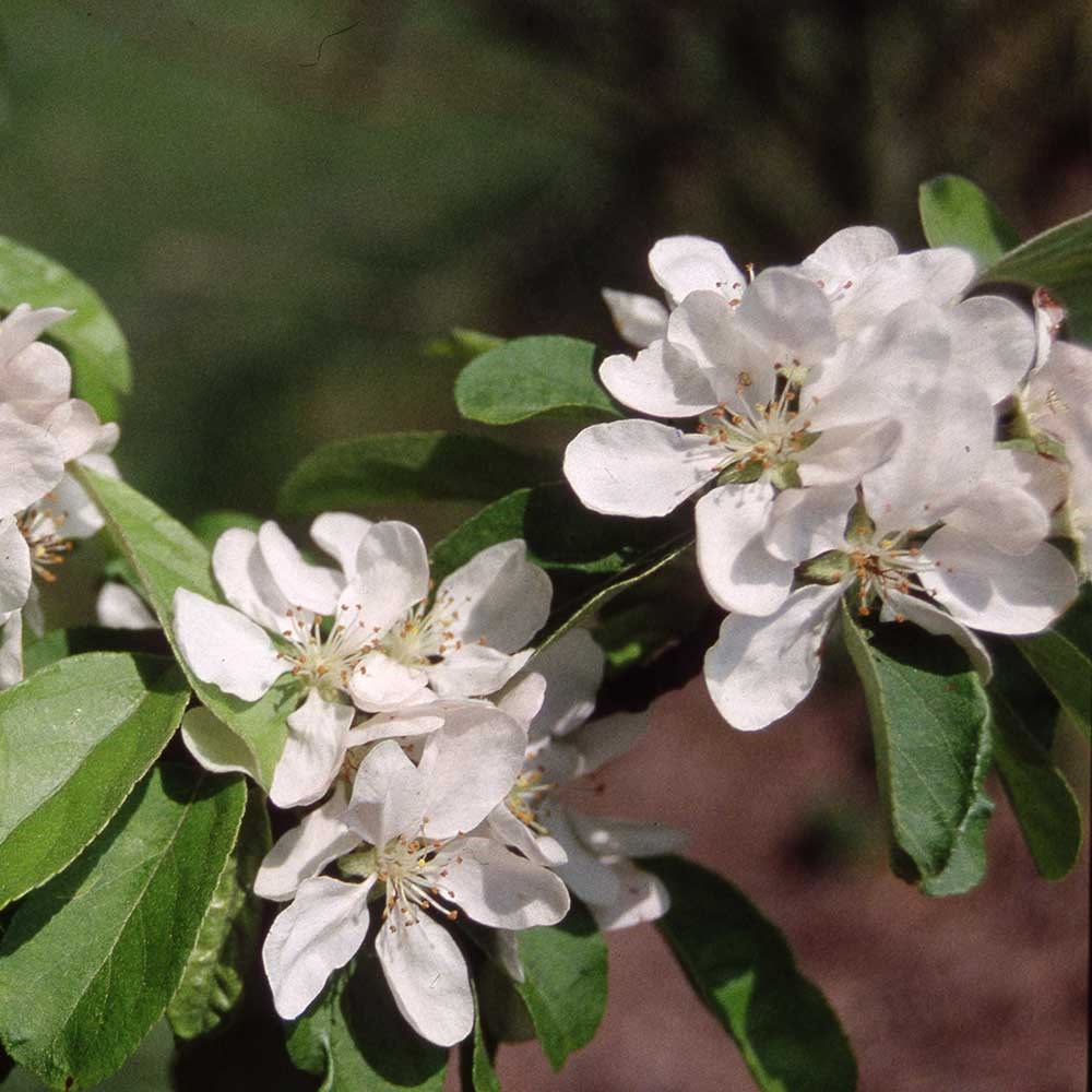 <i>Malus</i> × <i>atrosanguinea</i> 'Gorgeous'