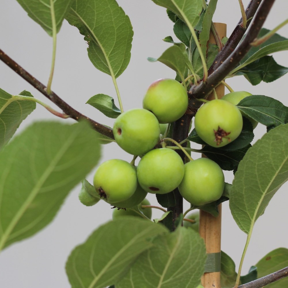 <i>Malus</i> × <i>atrosanguinea</i> 'Gorgeous'