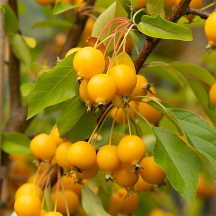 Malus Comtesse de Paris