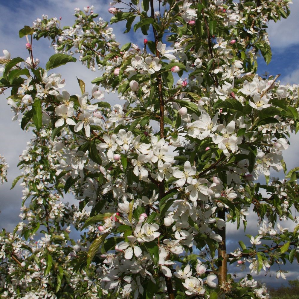 <i>Malus</i> 'Comtesse de Paris'