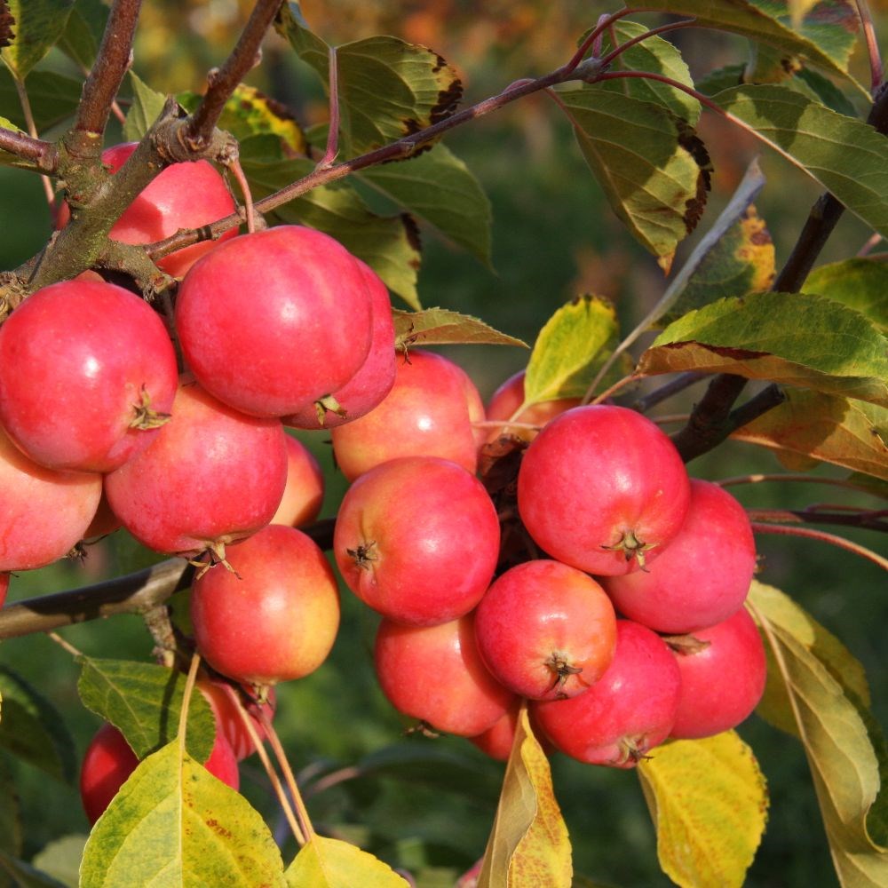 <i>Malus</i> <b class=small-caps>Jelly King</b> ('Mattfru')