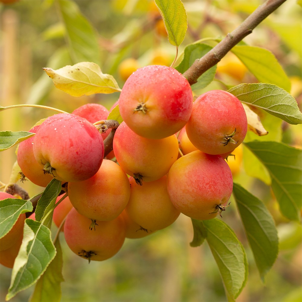 <i>Malus</i> <b class=small-caps>Jelly King</b> ('Mattfru')