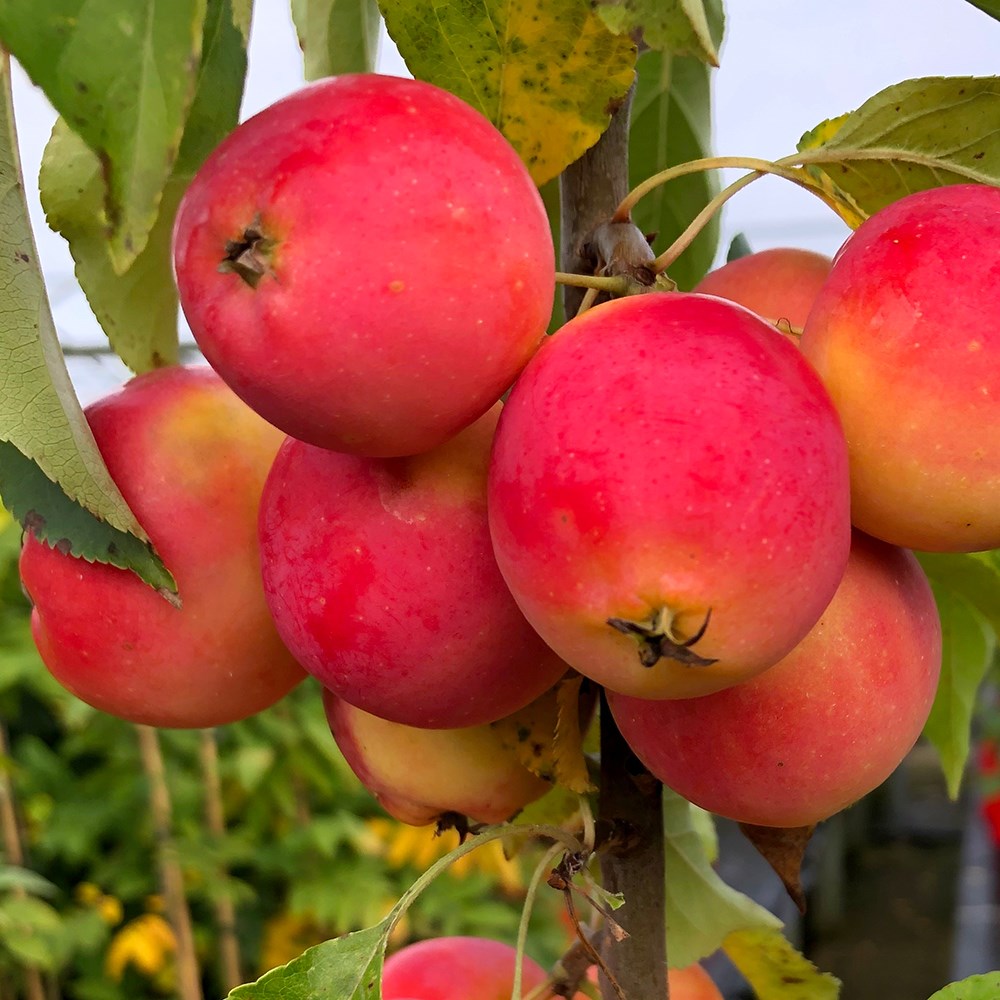 <i>Malus</i> <b class=small-caps>Jelly King</b> ('Mattfru')