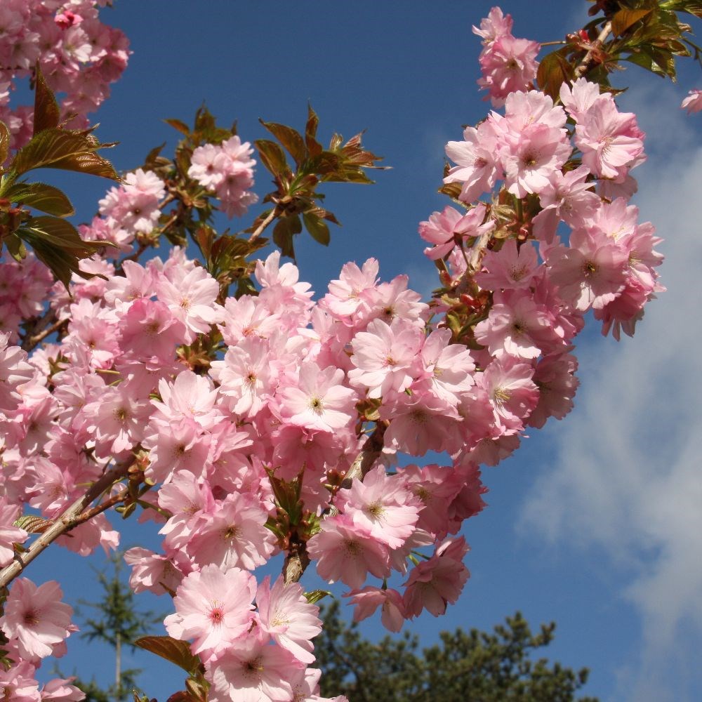 <i>Prunus</i> 'Beni-yutaka'