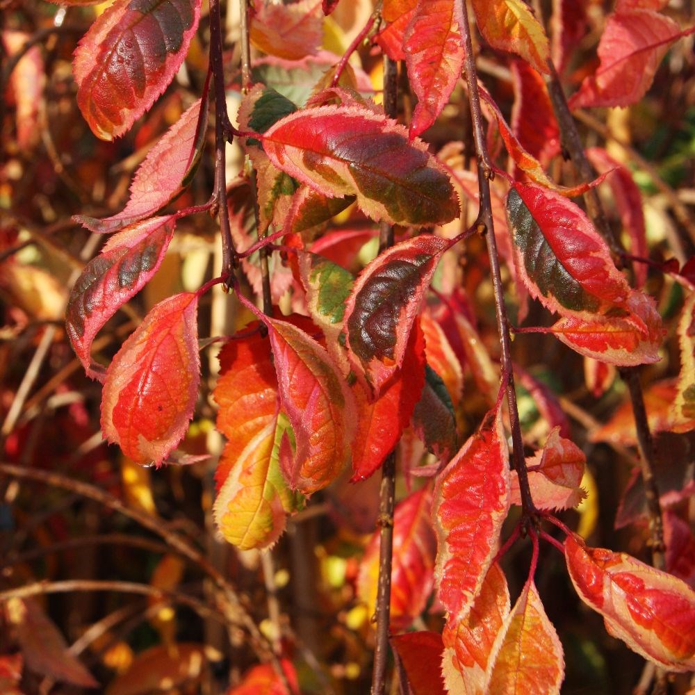 <i>Prunus</i> <b class=small-caps>Frilly Frock</b> ('Fpmspl')