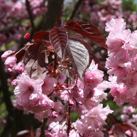 Prunus Royal Burgundy