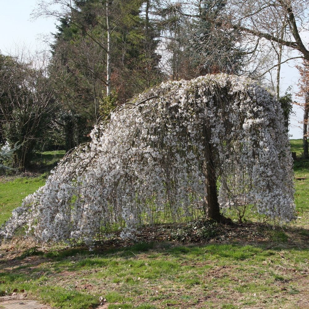 <i>Prunus</i> 'Weeping Yoshino'