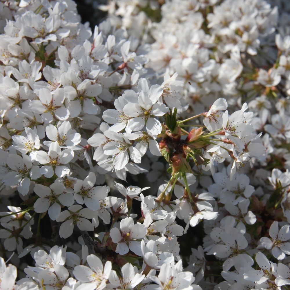 <i>Prunus</i> 'Weeping Yoshino'