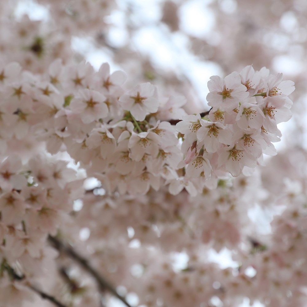 <i>Prunus</i> × <i>yedoensis</i>