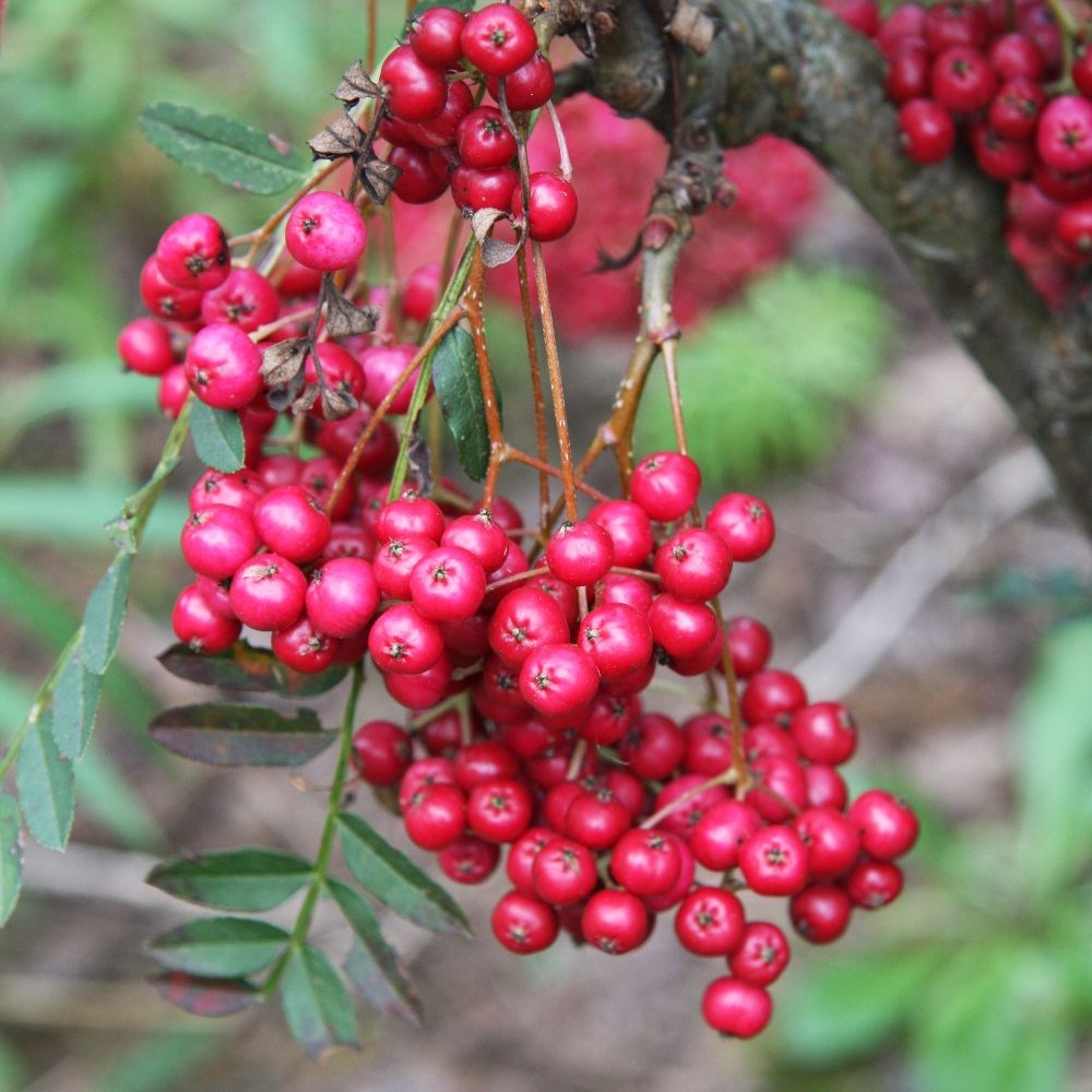 <i>Sorbus vilmorinii</i> 'Pink Charm'