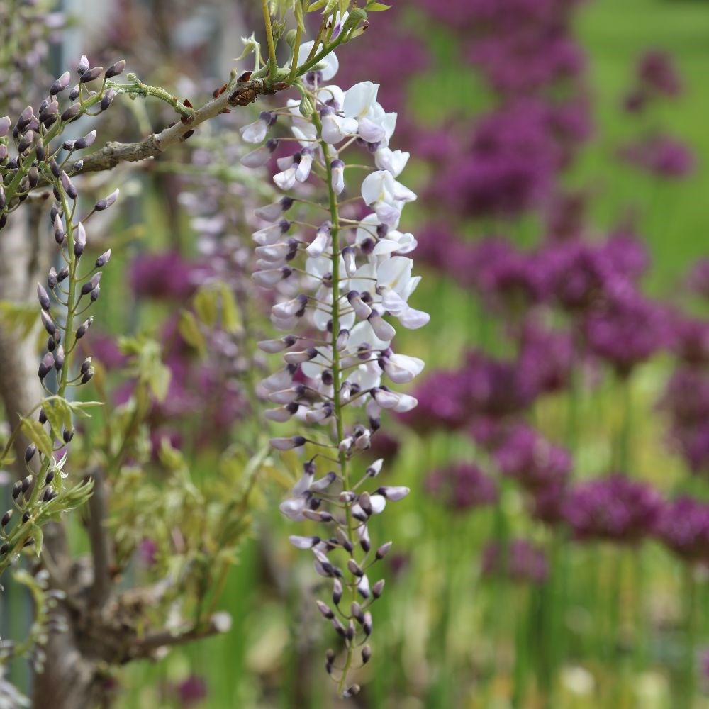 <i>Wisteria floribunda</i> 'Kimono'