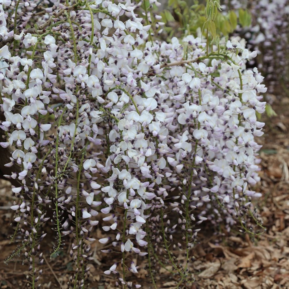 <i>Wisteria floribunda</i> 'Kimono'