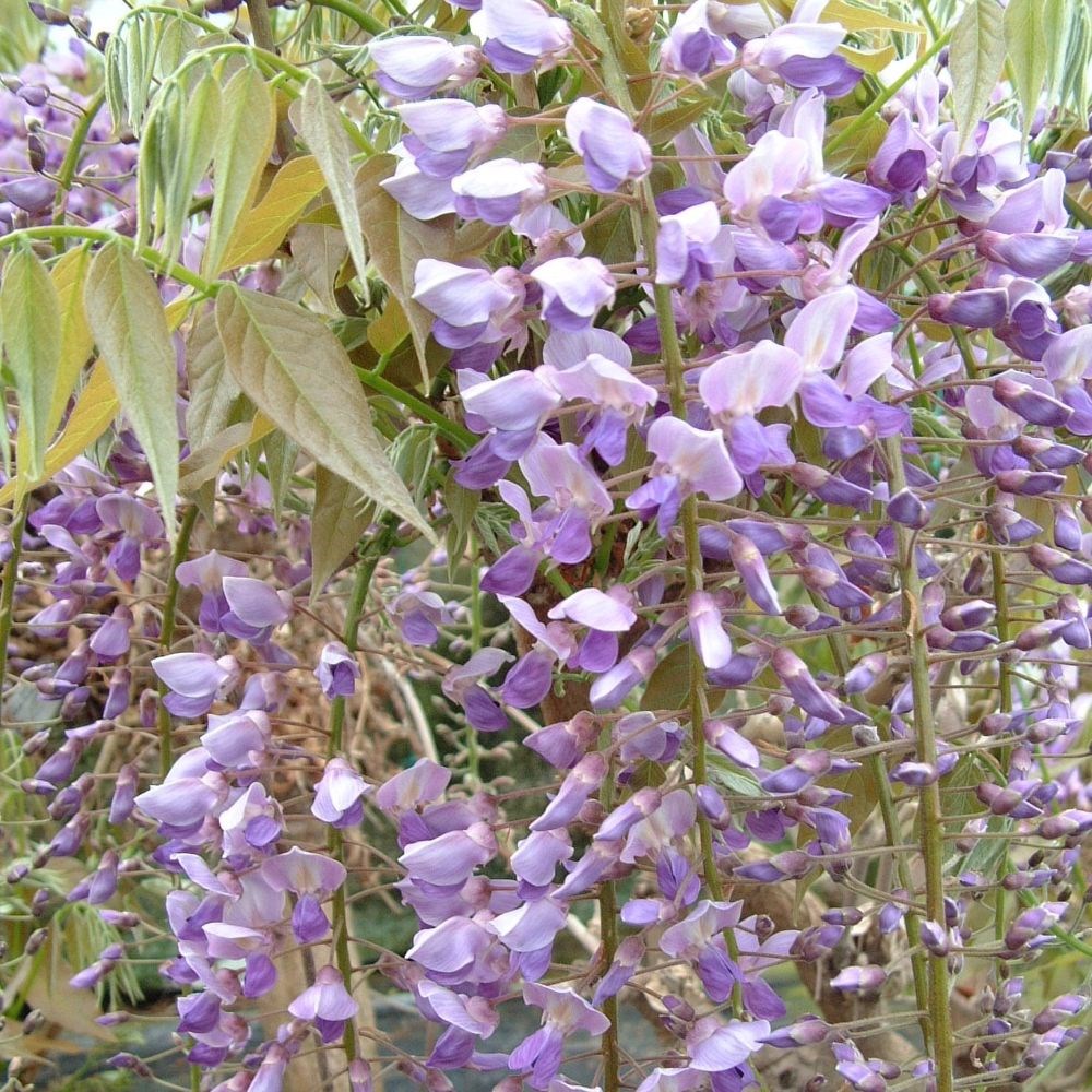 <i>Wisteria floribunda</i> 'Kokuryū'