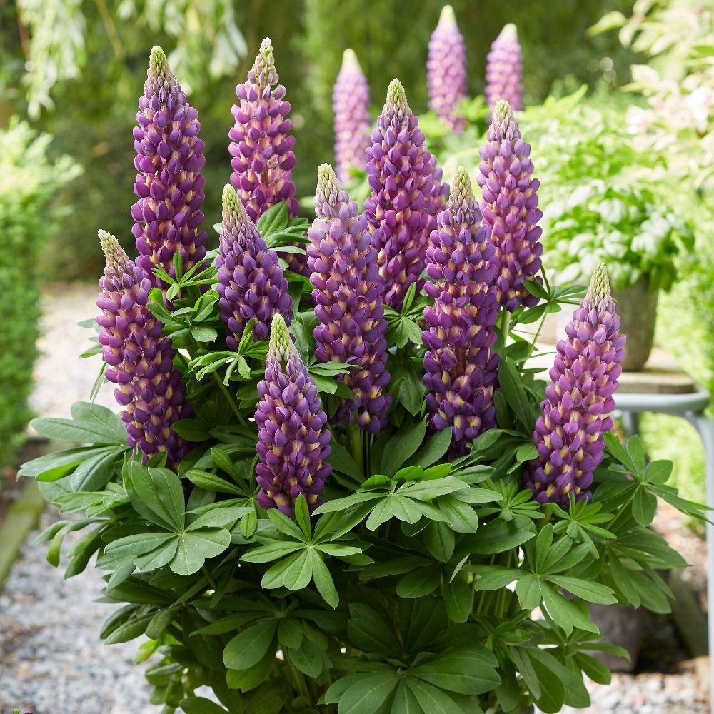 <i>Lupinus</i> 'Magic Lantern' (PBR)