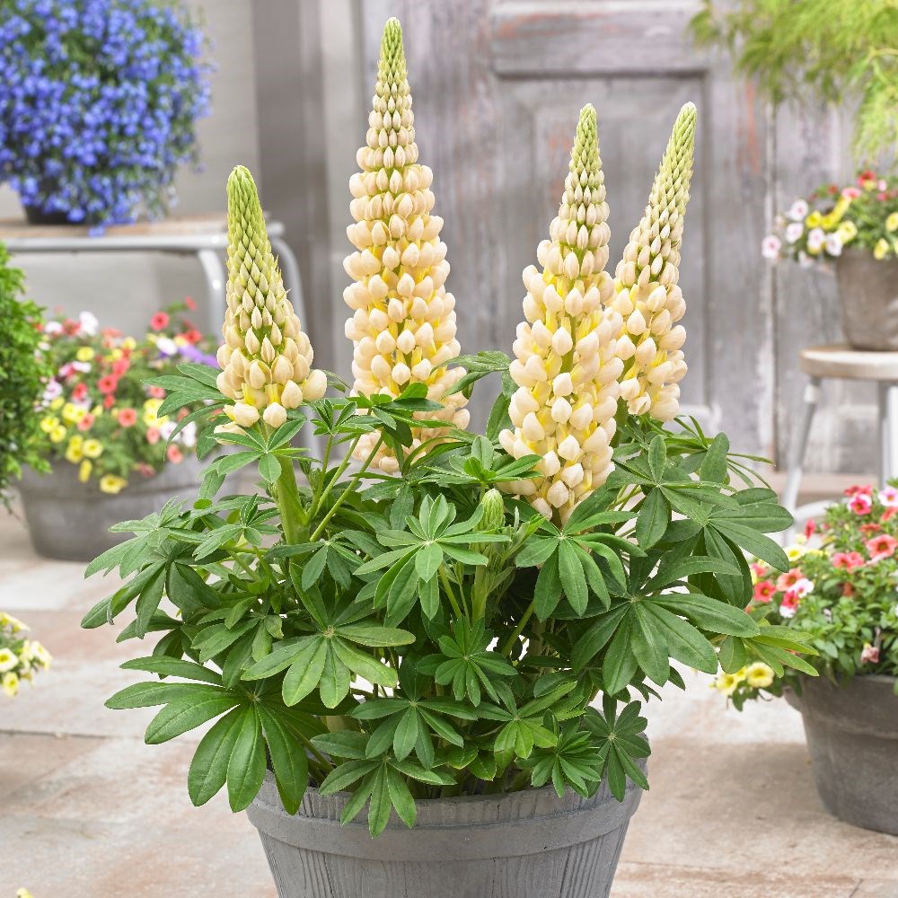 <I>Lupinus</i> 'Cashmere Cream' (PBR)