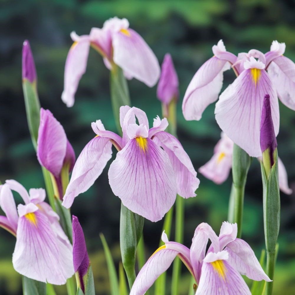 <i>Iris ensata</i> 'Rose Queen'