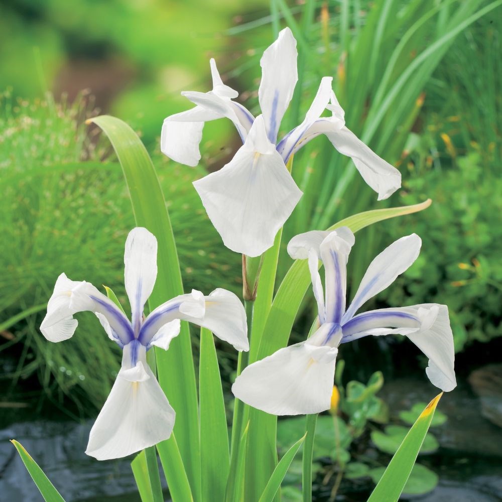 <i>Iris laevigata</i> 'Snowdrift'