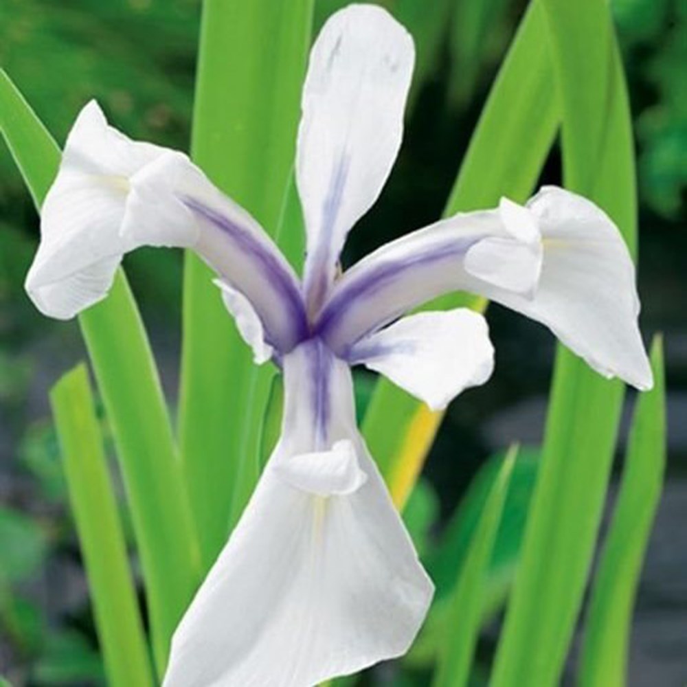 <i>Iris laevigata</i> 'Snowdrift'