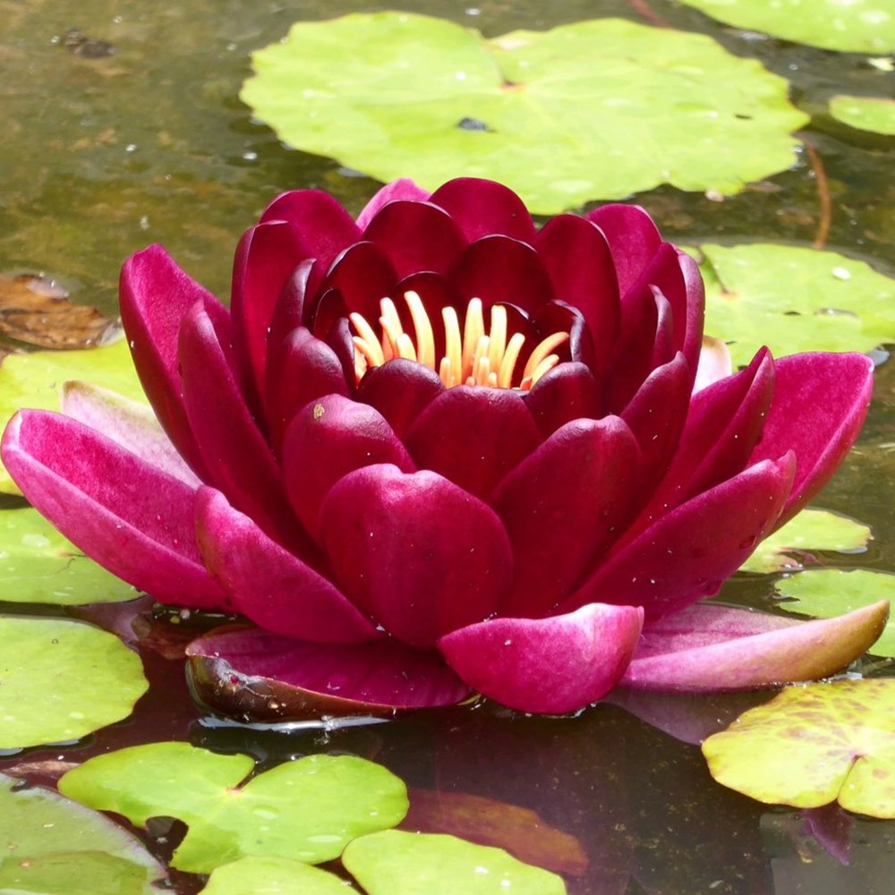 <i>Nymphaea</i> 'Black Princess'