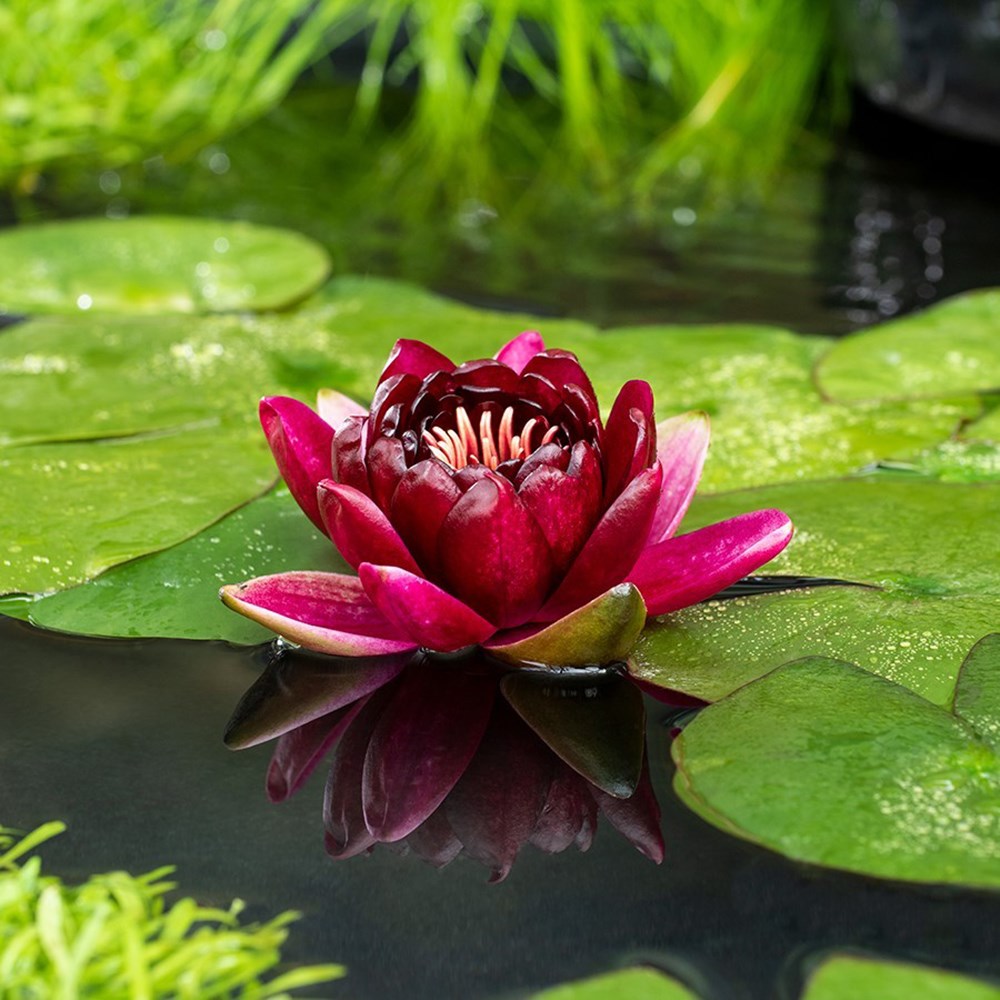 <i>Nymphaea</i> 'Black Princess'