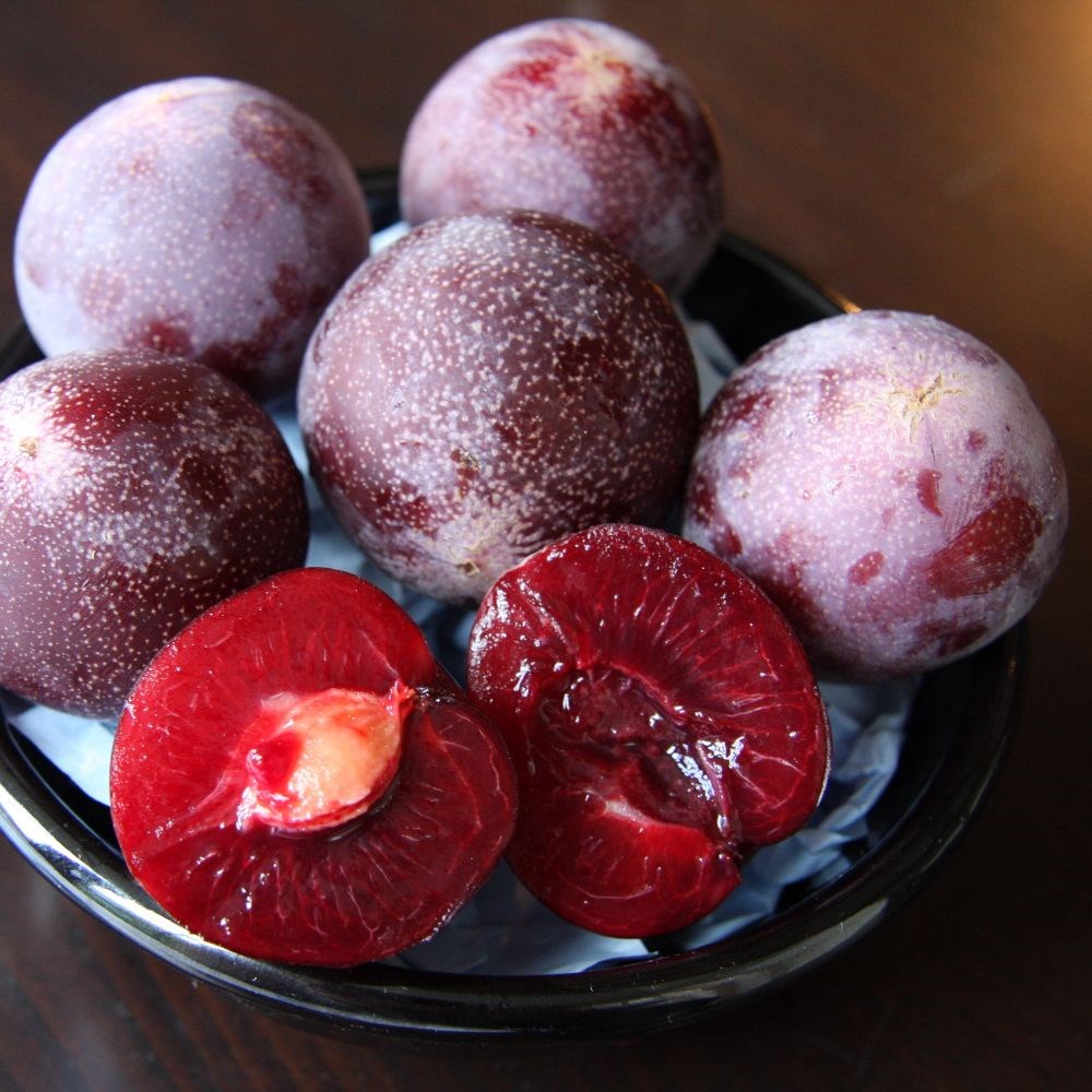 plumcot 'Flavor King' (Pluot Series)