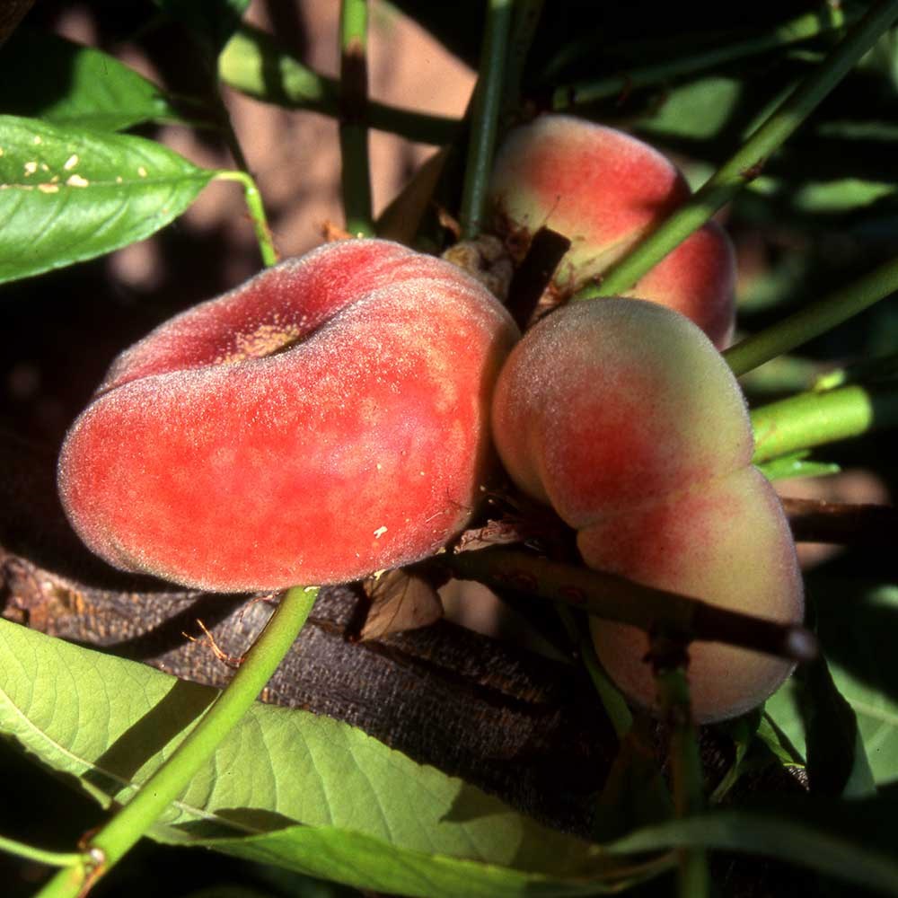 peach 'Saturne'