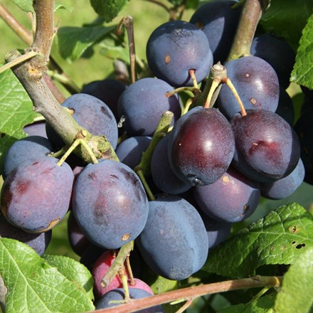 damson Merryweather Damson