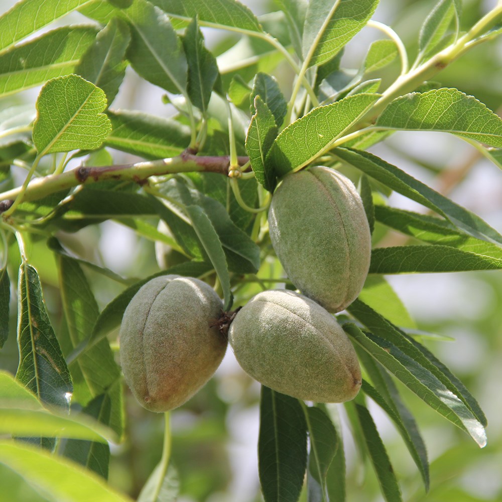 almond 'Robijn'