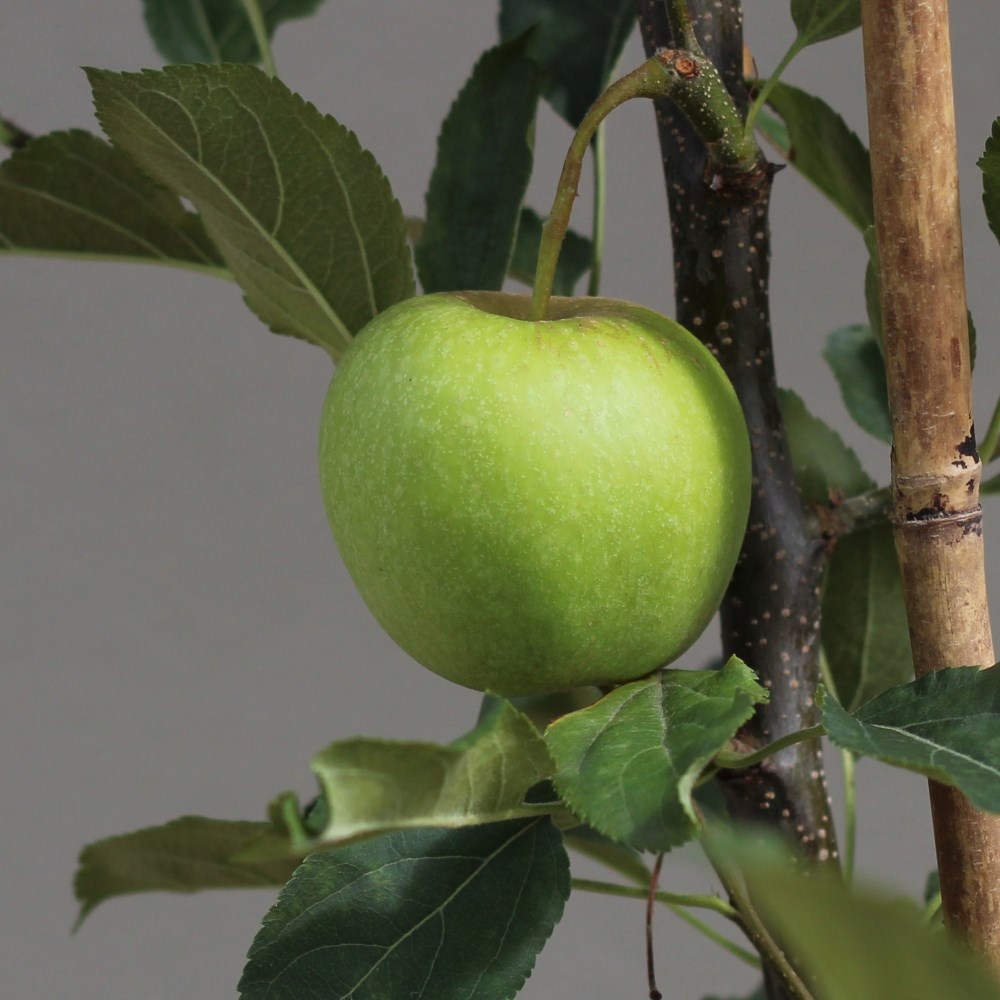 apple 'Blenheim Orange'
