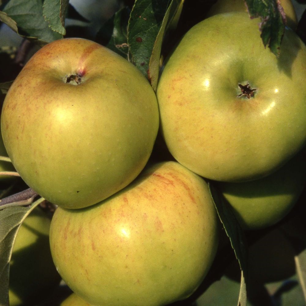 apple 'Bountiful'