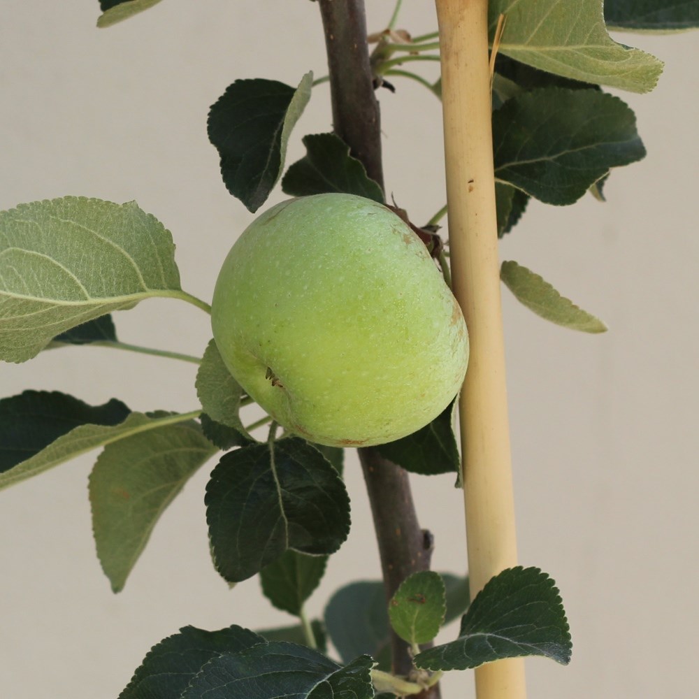 apple 'Charles Ross'